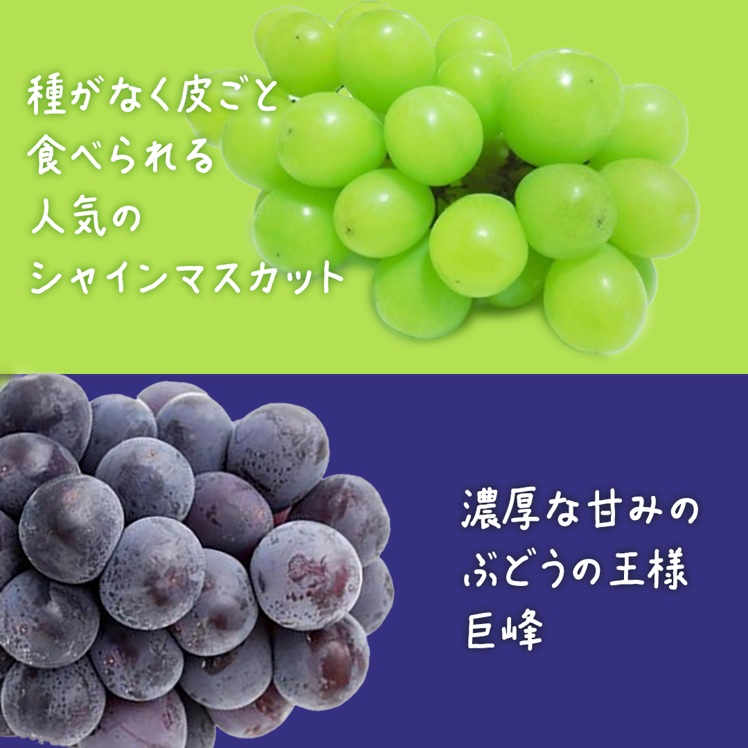 【 お中元 桐箱入り 】 シャインマスカット & 巨峰 (各１房) 【2026年7月上旬発送開始】(茨城県共通返礼品：大子町) ぶどう 葡萄 マスカット フルーツ 果物 贈答用 ギフト 贈り物
