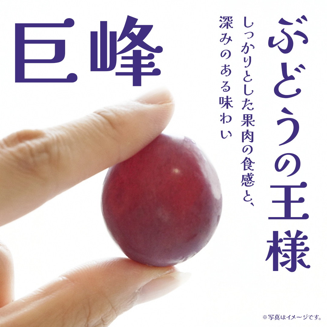  巨峰 ２房 【2026年7月上旬発送開始】(茨城県共通返礼品：大子町) ぶどう 葡萄 ブドウ フルーツ 果物 スイーツ