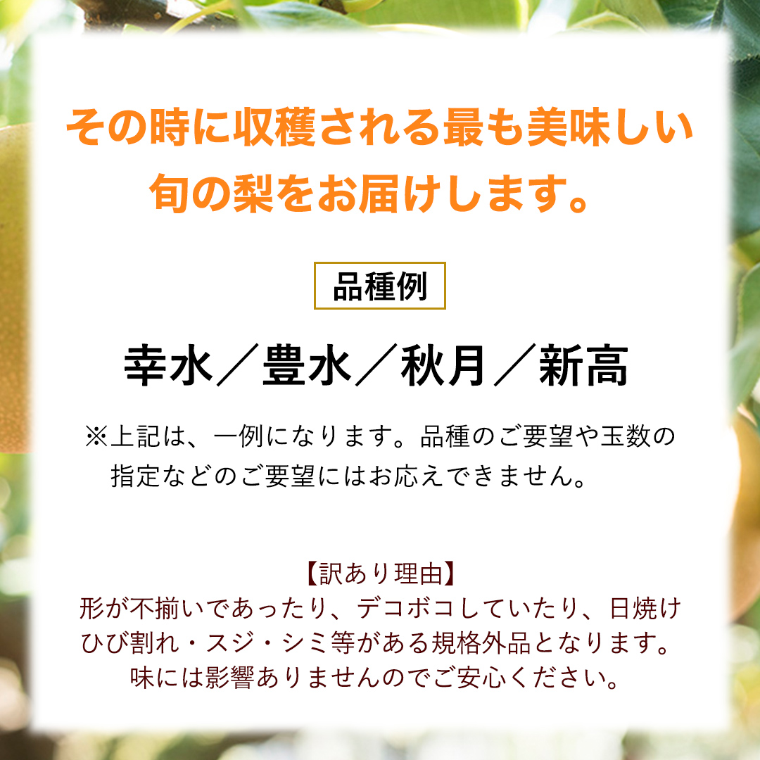 【 先行予約 】 【 訳あり 】 品種おまかせ 採れたて 完熟天使の 甘梨 約 3kg（ 茨城県共通返礼品： かすみがうら市 ） 【 2026年8月中旬頃発送 】 フルーツ 果物 なし ナシ 旬 新鮮 旬 期間限定 甘い 国産