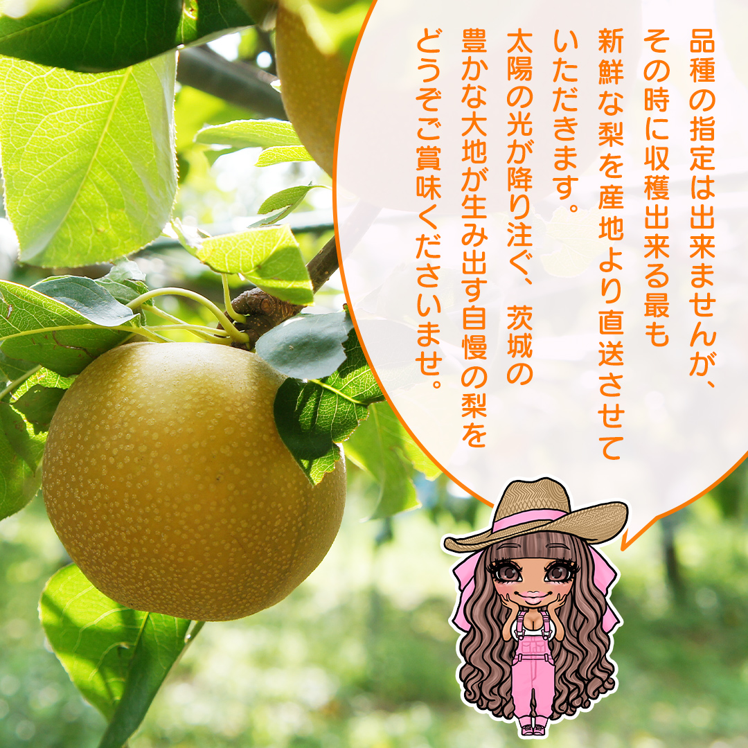 【 先行予約 】 【 訳あり 】 品種おまかせ 採れたて 完熟天使の 甘梨 約 3kg（ 茨城県共通返礼品： かすみがうら市 ） 【 2026年8月中旬頃発送 】 フルーツ 果物 なし ナシ 旬 新鮮 旬 期間限定 甘い 国産