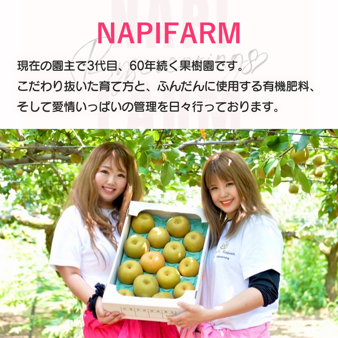 【 先行予約 】 【 訳あり 】 品種おまかせ 採れたて 完熟天使の 甘梨 約 3kg（ 茨城県共通返礼品： かすみがうら市 ） 【 2026年8月中旬頃発送 】 フルーツ 果物 なし ナシ 旬 新鮮 旬 期間限定 甘い 国産