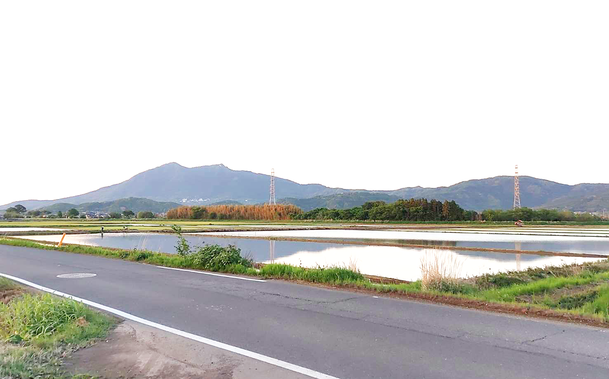 【お米定期便】令和7年産 市左衛門農場コシヒカリ5kg ×6回【 米 こめ こしひかり コシヒカリ ご飯 白米 精米 定期便 30kg 令和7年産 茨城県 つくば市 】