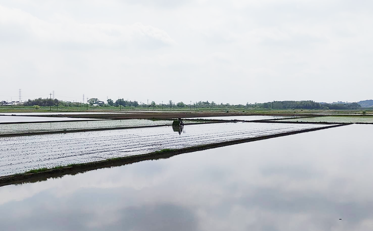 什å7å¹Žç£ åžå·Šè¡éèŸ²å Žã³ã·ãã«ãª10kg ã ç±³ ãã ããã²ãã ã³ã·ãã«ãª ã飯 çœç±³ 粟米 10kg 什å7å¹Žç£ èšåç ã€ãã°åž ã