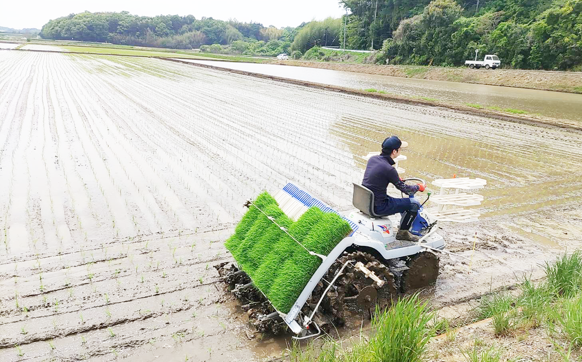 【お米定期便】令和7年産 市左衛門農場コシヒカリ5kg ×6回【 米 こめ こしひかり コシヒカリ ご飯 白米 精米 定期便 30kg 令和7年産 茨城県 つくば市 】