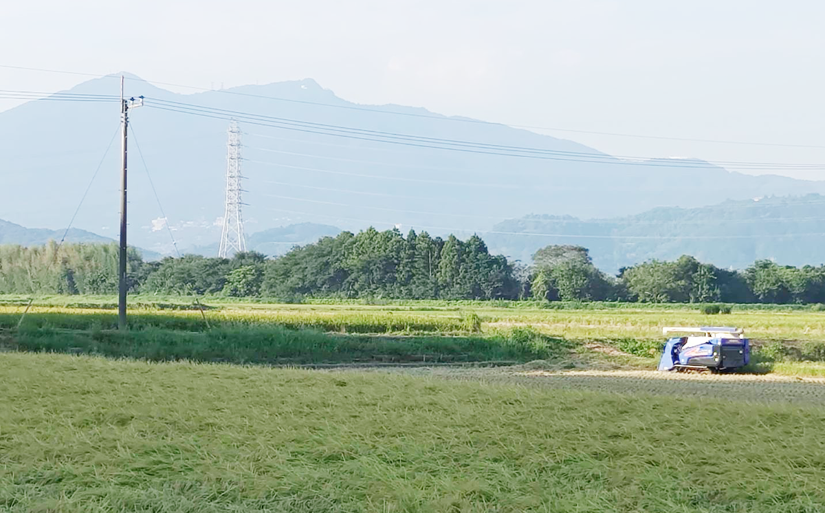 什å7å¹Žç£ åžå·Šè¡éèŸ²å Žã³ã·ãã«ãª10kg ã ç±³ ãã ããã²ãã ã³ã·ãã«ãª ã飯 çœç±³ 粟米 10kg 什å7å¹Žç£ èšåç ã€ãã°åž ã