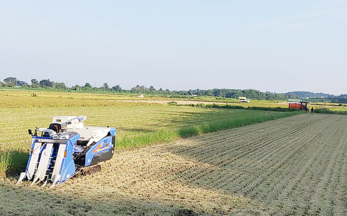 ããç±³å®æäŸ¿ã什å7å¹Žç£ åžå·Šè¡éèŸ²å Žã³ã·ãã«ãª5kg Ã3åã ç±³ ãã ããã²ãã ã³ã·ãã«ãª ã飯 çœç±³ 粟米 å®æäŸ¿ 15kg 什å7å¹Žç£ èšåç ã€ãã°åž ã