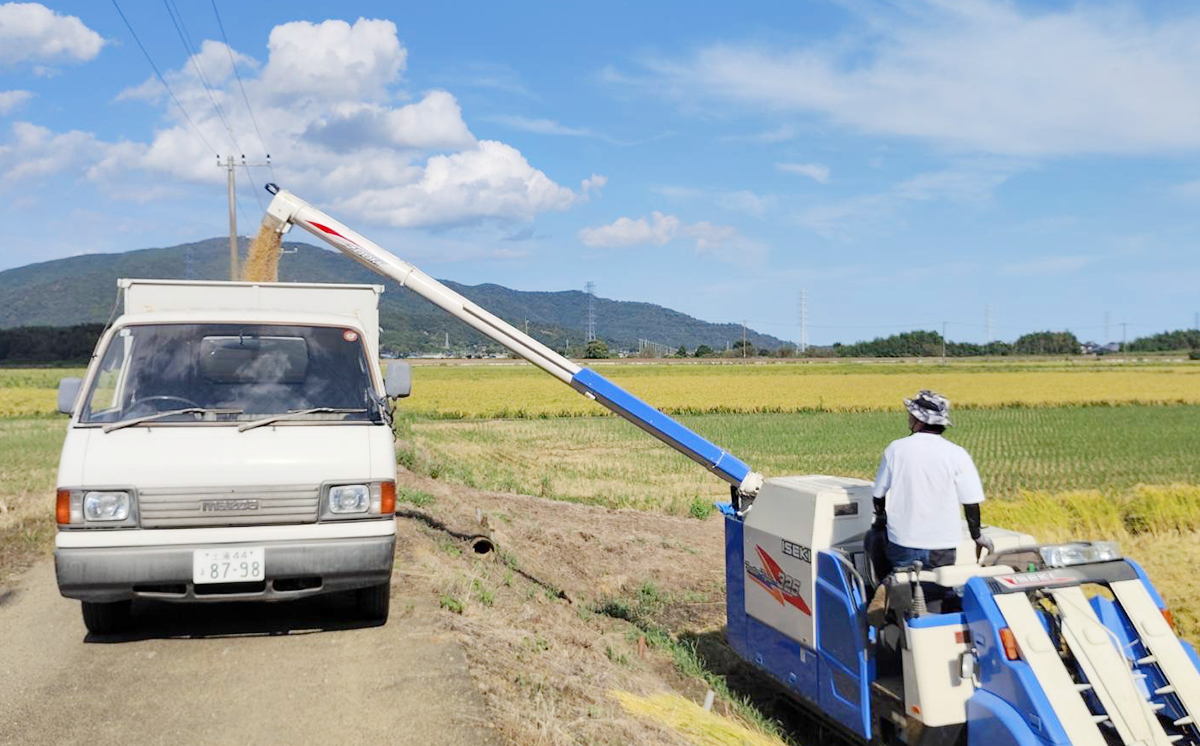 【お米定期便】令和7年産 市左衛門農場コシヒカリ10kg ×3回【 米 こめ こしひかり コシヒカリ ご飯 白米 精米 定期便 30kg 令和7年産 茨城県 つくば市 】