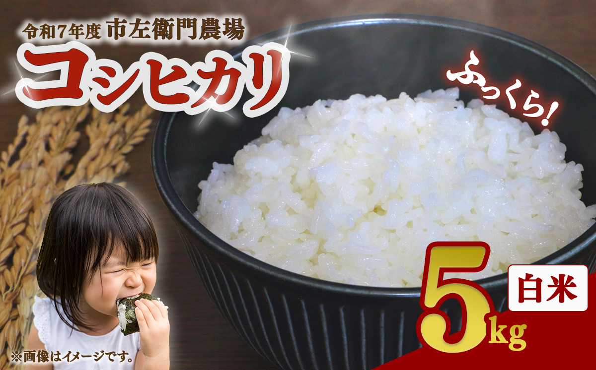 令和7年産 市左衛門農場コシヒカリ5kg 【 米 こめ こしひかり コシヒカリ ご飯 白米 精米 5kg 令和7年産 茨城県 つくば市 】