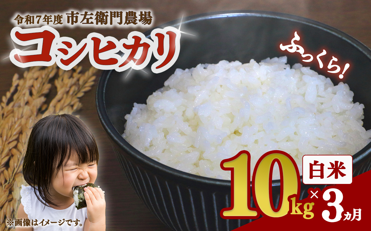 【お米定期便】令和7年産 市左衛門農場コシヒカリ10kg ×3回【 米 こめ こしひかり コシヒカリ ご飯 白米 精米 定期便 30kg 令和7年産 茨城県 つくば市 】