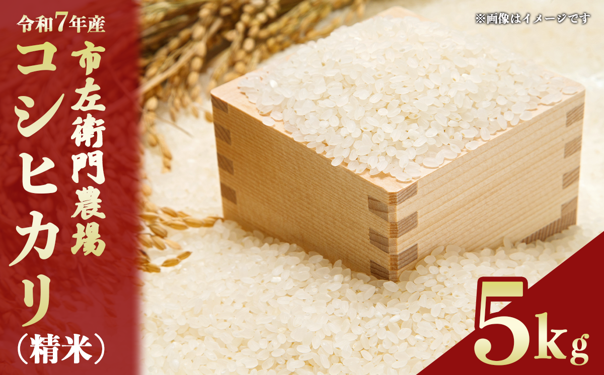 令和7年産 市左衛門農場コシヒカリ5kg 【 米 こめ こしひかり コシヒカリ ご飯 白米 精米 5kg 令和7年産 茨城県 つくば市 】