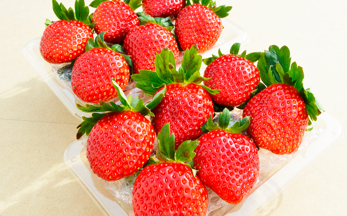 茨城県産とちおとめ 約540g【 いちご イチゴ 苺 とちおとめ 果物 フルーツ 茨城県 つくば市 】