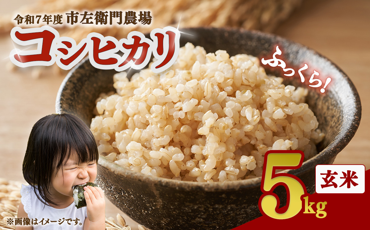 令和7年産 市左衛門農場コシヒカリ5kg (玄米)【 米 こめ こしひかり コシヒカリ ご飯 玄米 5kg 令和7年産 茨城県 つくば市 】
