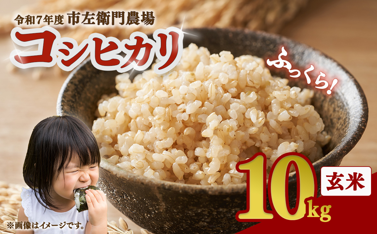 令和7年産 市左衛門農場コシヒカリ10kg (玄米)【 米 こめ こしひかり コシヒカリ ご飯 玄米 10kg 令和7年産 茨城県 つくば市 】