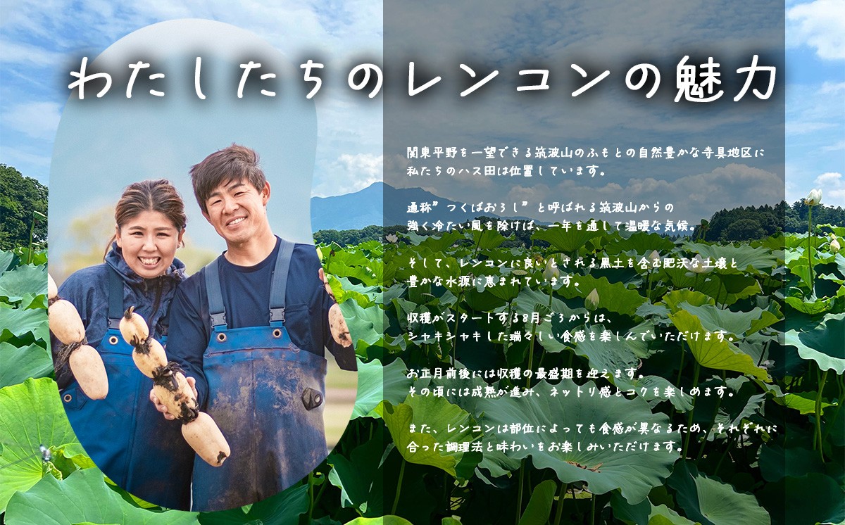 4kg 筑波山の麓で採れたサンロクレンコン 朝採れをすぐに発送