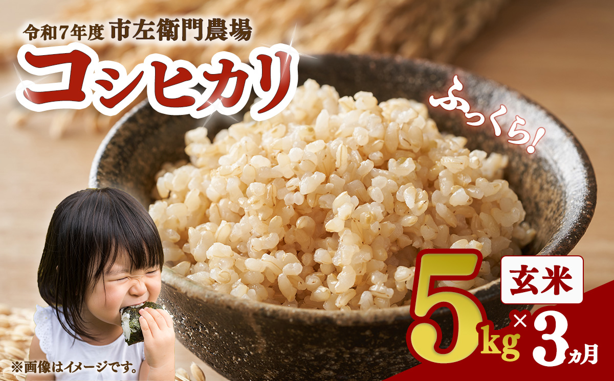【お米定期便】令和7年産 市左衛門農場コシヒカリ玄米 5kg ×3回【 米 こめ こしひかり ご飯 玄米 5キロ 2025年産 茨城県産 茨城県 つくば市 】
