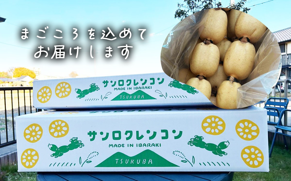 4kg 筑波山の麓で採れたサンロクレンコン 朝採れをすぐに発送