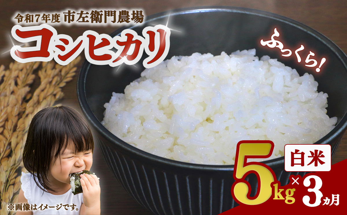 【お米定期便】令和7年産 市左衛門農場コシヒカリ5kg ×3回【 米 こめ こしひかり コシヒカリ ご飯 白米 精米 定期便 15kg 令和7年産 茨城県 つくば市 】