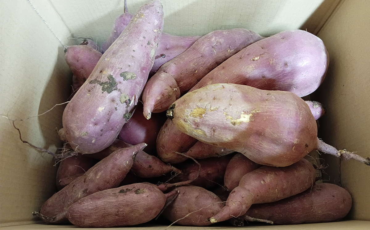  茨城県産 熟成さつまいも ( 紅はるか ) SS〜3Lサイズ訳アリ7kg ( 箱入り )【 紅はるか さつまいも サツマイモ おやつ スイーツ 甘味 デザート 訳アリ 訳あり 10000円 茨城県 つくば市 】