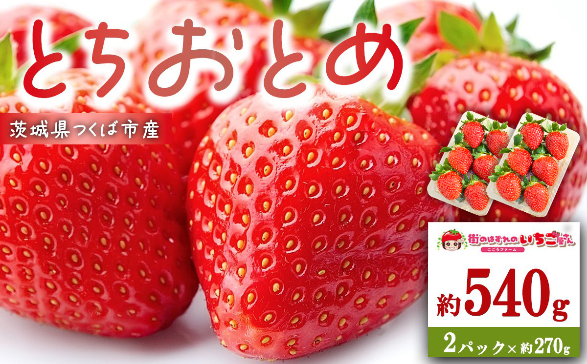 茨城県産とちおとめ 約540g【 いちご イチゴ 苺 とちおとめ 果物 フルーツ 茨城県 つくば市 】