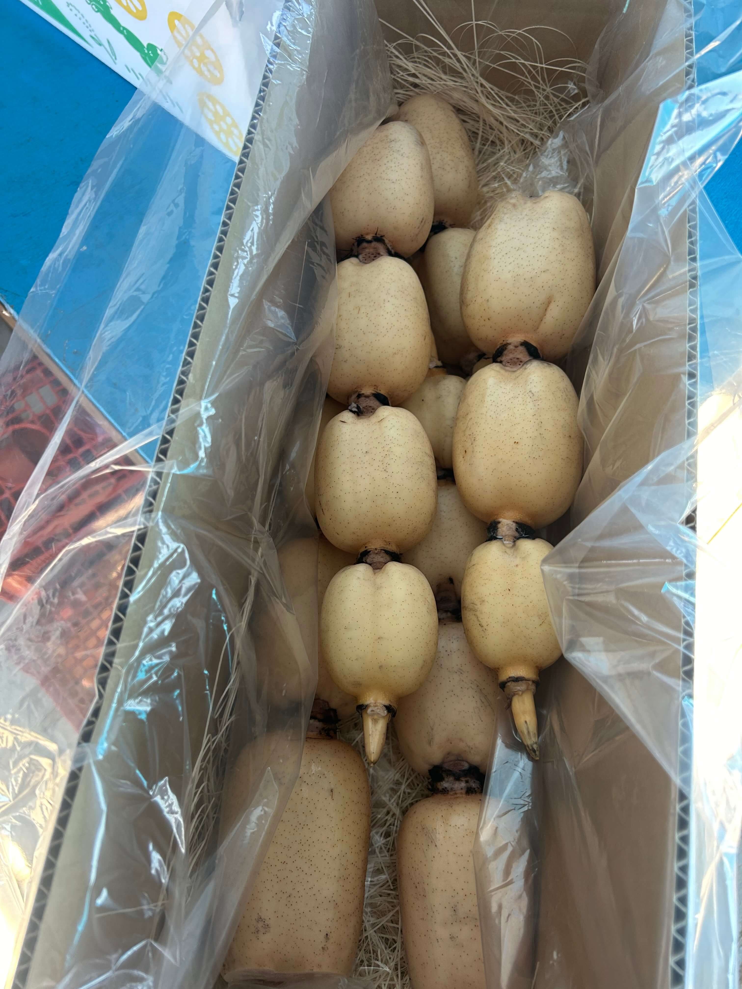 4kg 筑波山の麓で採れたサンロクレンコン 朝採れをすぐに発送