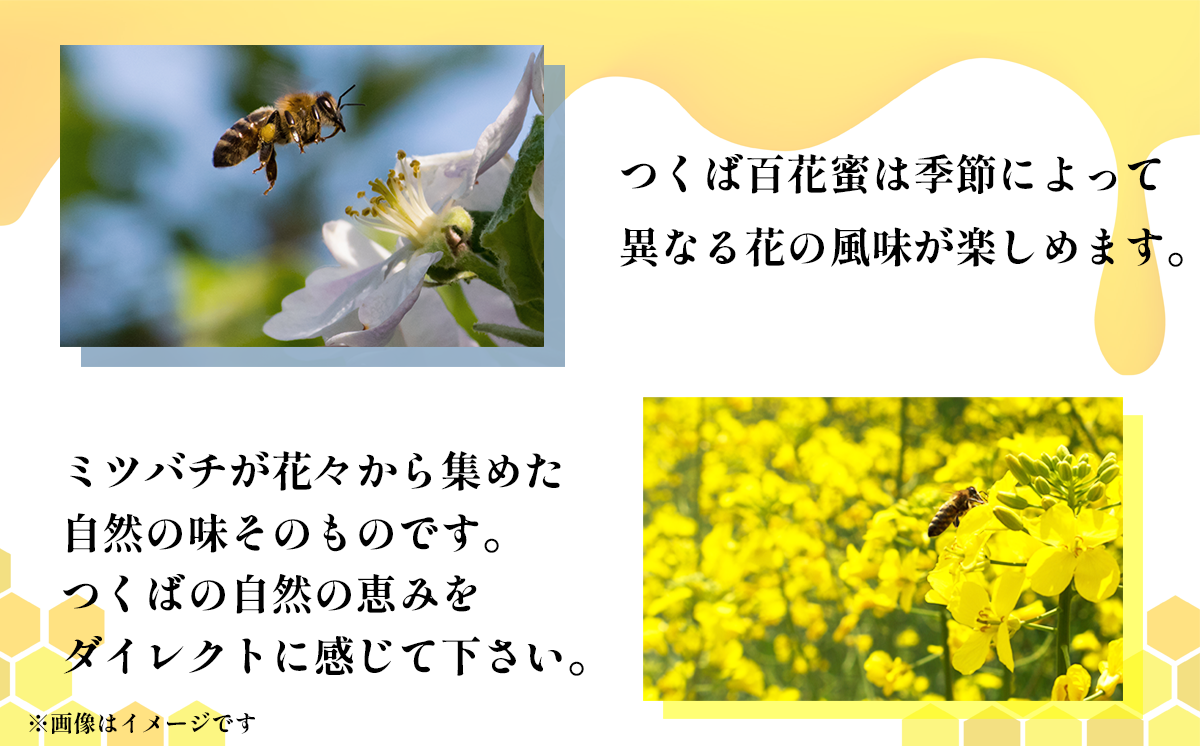 【非加熱純粋生はちみつ】つくばの百花蜜 150g×2本 計300g はちみつ ハチミツ 蜂蜜 蜜 生はちみつ 健康 茨城県 つくば市