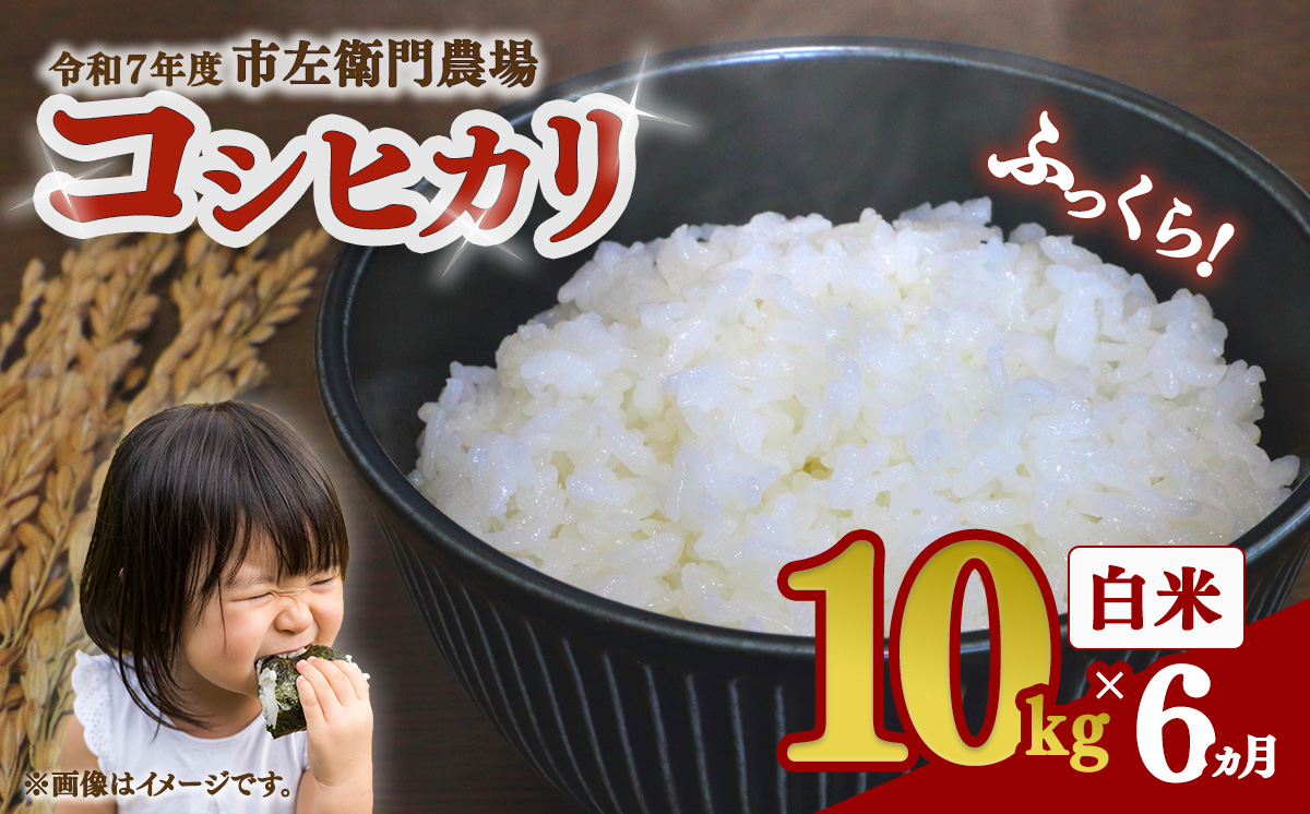 【お米定期便】令和7年産 市左衛門農場コシヒカリ10kg ×6回【 米 こめ こしひかり コシヒカリ ご飯 白米 精米 定期便 60kg 令和7年産 茨城県 つくば市 】