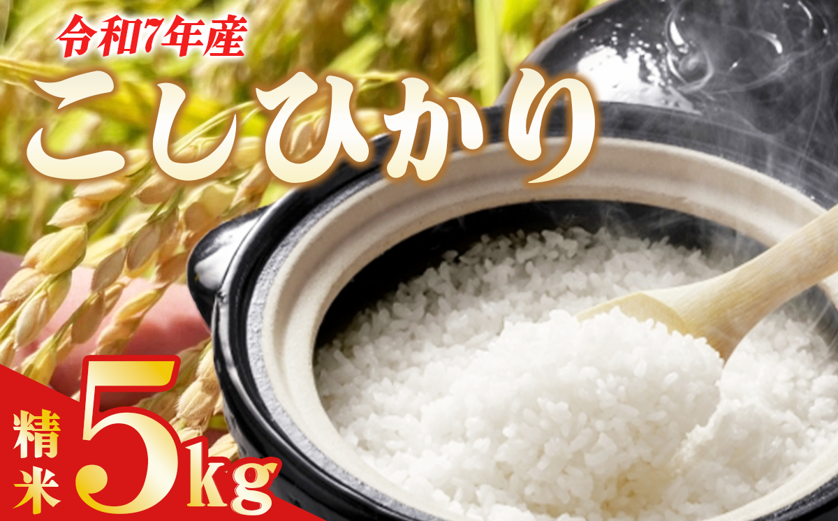 令和7年産 よこたファームのコシヒカリ （ 精米 ） 5kg 【 米 ライス 白米 精米 こしひかり 5kg 茨城県産 減農薬 減農 新米 こだわり こめ コメ お米 2025年産 おこめ R7 ご飯 ごはん 数量 限定 白飯 茨城県 つくば市 】