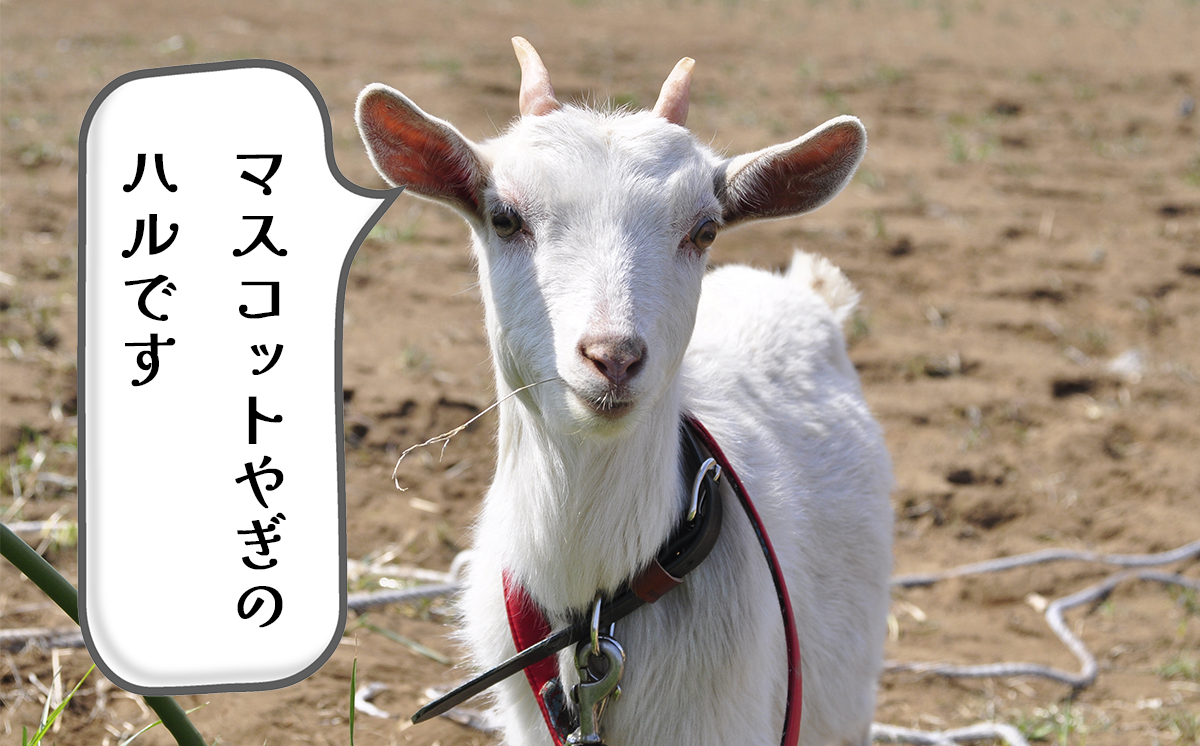 【専用スマホアプリがサポート！】ハルファームの市民農園利用券　(10㎡ 6ヵ月分) 【 茨城県 つくば市 農園 貸農園 貸し農園 農業体験 農業 野菜収穫 体験 野菜体験 チケット 旬野菜 採れたて野菜 】