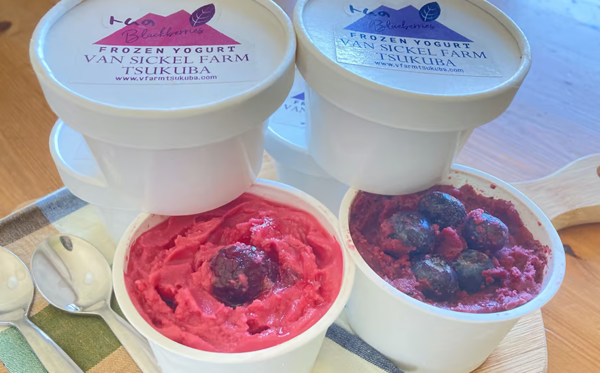 【 茨城県 つくば市産 ブルーベリー 使用 】 フローズンヨーグルトアイスセット（ 12個 ）【 ブルーベリー 国産 ベリー スイーツ アイス ジェラート ヨーグルト 果物 】