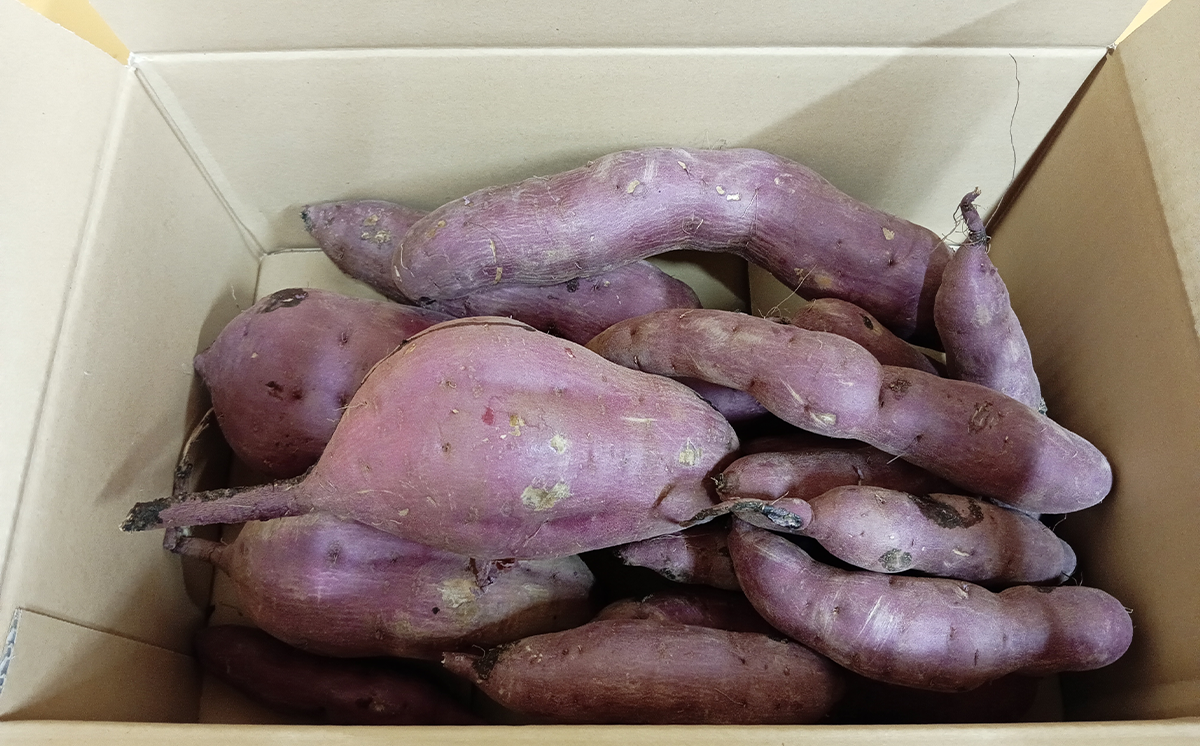  茨城県産 熟成さつまいも ( 紅はるか ) SS〜3Lサイズ訳アリ4.5kg ( 箱入り )【 紅はるか さつまいも サツマイモ おやつ スイーツ 甘味 デザート 訳アリ 訳あり 8000円 茨城県 つくば市 】