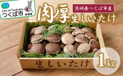 生しいたけ ( 原木栽培 )＜離島・沖縄配送不可＞【 シイタケ 椎茸 きのこ キノコ 茸 茨城県 つくば市 】