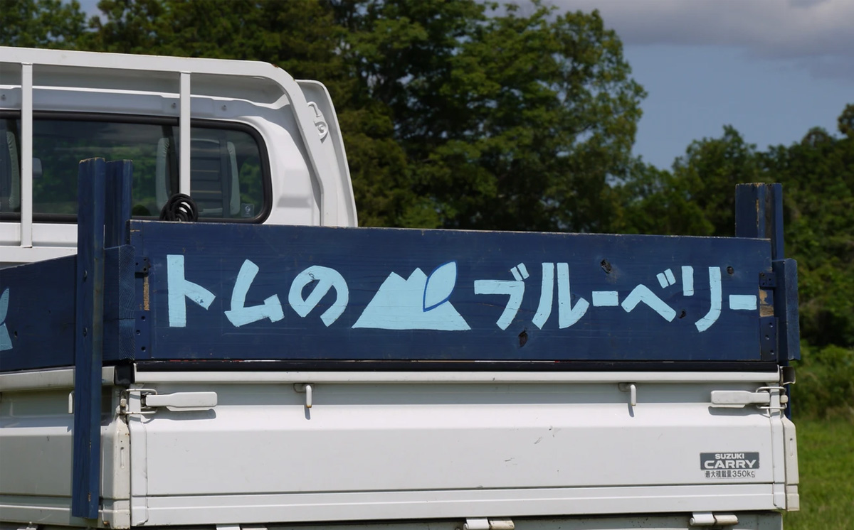 【 茨城県 つくば市産 ブルーベリー 使用 】 フローズンヨーグルトアイスセット（ 12個 ）【 ブルーベリー 国産 ベリー スイーツ アイス ジェラート ヨーグルト 果物 】