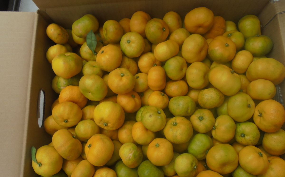 ãã³åäžå³ãšããããäžçŠæ¥ãšããŒã«ãŒåçŠäžå³ã»ããã èšåç ã€ãã°åž åèŸå äžå³ äžå³åèŸå å¡© çŠæ¥ã¿ãã 蟲è¬äžäœ¿çš ææ©æ œå¹ åœç£åèŸå åžå° 8000 äžå³åèŸå äžå³ ãã³ æºåž¯ ã®ãã èŽç ãåç£ ãæ£æ ã¢ã¯ã¢ããã¯ã¹ ã