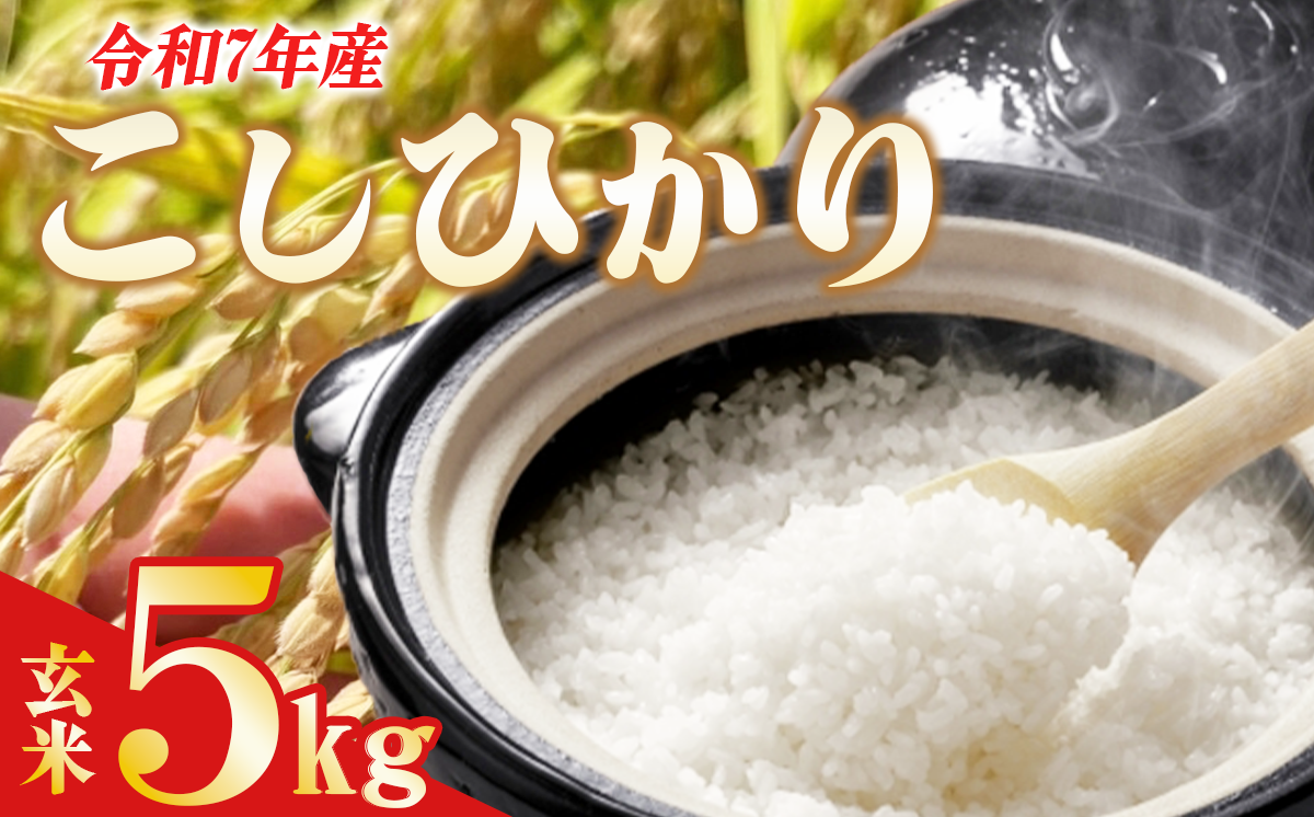 令和7年産 よこたファームのコシヒカリ （ 玄米 ） 5kg 【 米 ライス 玄米 こしひかり 5kg 茨城県産 新米 こだわり こめ コメ お米 2025年産 おこめ R7 ご飯 ごはん 数量 限定 白飯 茨城県 つくば市 】