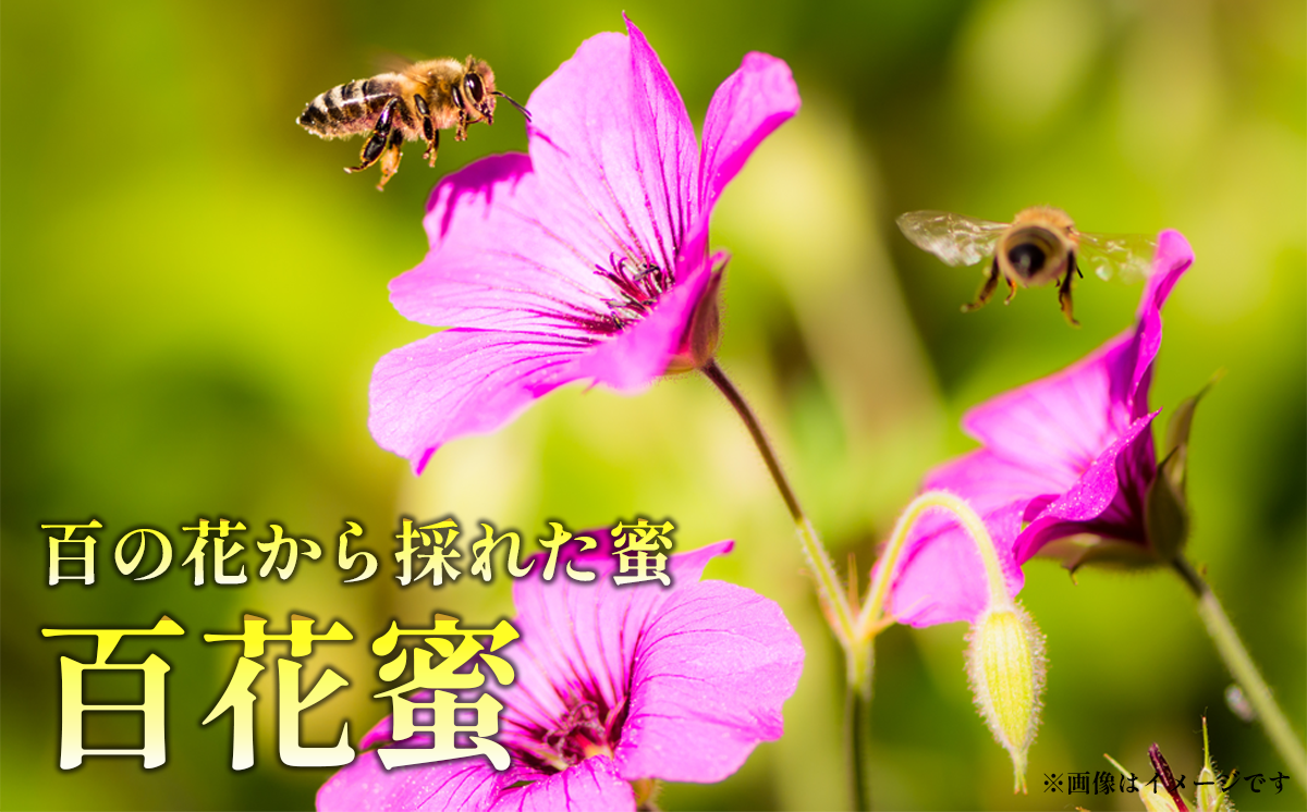 【非加熱純粋生はちみつ】つくばの百花蜜 150g×2本 計300g はちみつ ハチミツ 蜂蜜 蜜 生はちみつ 健康 茨城県 つくば市