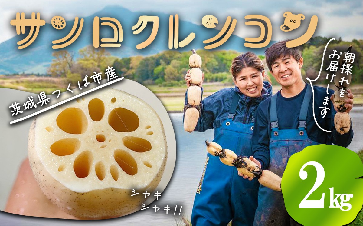 2kg 筑波山の麓で採れたサンロクレンコン 朝採れをすぐに発送