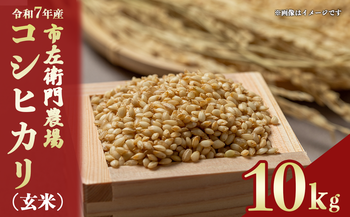 令和7年産 市左衛門農場コシヒカリ10kg (玄米)【 米 こめ こしひかり コシヒカリ ご飯 玄米 10kg 令和7年産 茨城県 つくば市 】