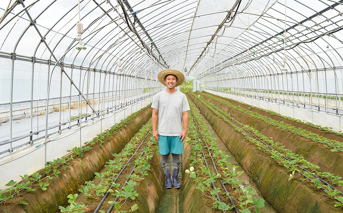 茨城県産とちおとめ 約540g【 いちご イチゴ 苺 とちおとめ 果物 フルーツ 茨城県 つくば市 】