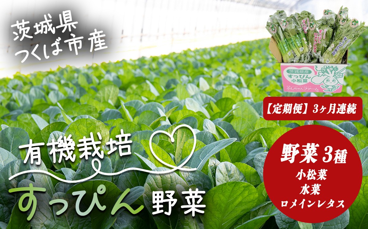 【 3ヵ月定期便 】すっぴん有機やさいセット ( 小松菜 ・ 水菜 ・ ロメインレタス )【 茨城県 つくば市 定期 定期便 小松菜 ロメインレタス 水菜 鍋 鍋もの 野菜 やさい ベジタブル 有機野菜 有機栽培 無農薬 有機農業 オーガニック 自然 希少 3回 詰め合わせ 】
