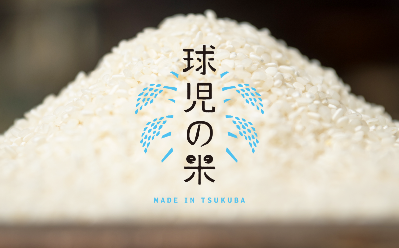 令和7年産 一等米 球児の米 （ ミルキークイーン玄米 ） 10kg | 米 こめ コメ お米 ご飯 5kg 10kg 20kg 30kg 玄米 ミルキークイーン おすすめ 茨城県 つくば市