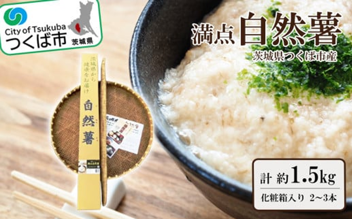 満点 自然薯 約1.5kg 化粧箱入り ( 2〜3本入 )【 自然薯 健康 とろろ じねんじょ 山芋 茨城県 つくば市 】