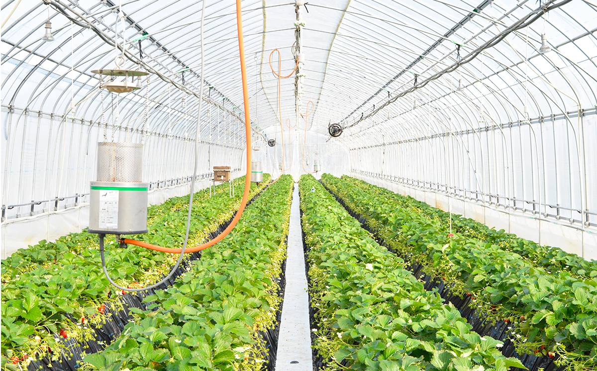 èšåçç£ãšã¡ããšã çŽ1080gã ãã¡ã ã€ããŽ èº ãšã¡ããšã æç© ãã«ãŒã èšåç ã€ãã°åž ã