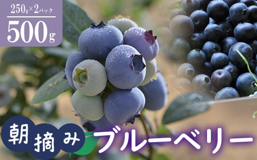 【 先行予約 2026年6月上旬～8月上旬頃順次発送予定 】朝摘みブルーベリー 500g │ ブルーベリー 朝摘み ベリー 果物 フルーツ 生ブルーベリー 新鮮 果実 レシピ ジャム チーズケーキ 茨城県 つくば市