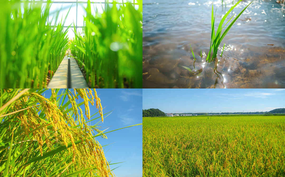 什å7å¹Žç£ äžçç±³ çå
ã®ç±³ ïŒ ãã«ããŒã¯ã€ãŒã³ç²Ÿç±³ ïŒ 10kg | ç±³ ãã ã³ã¡ ãç±³ ã飯 5kg 10kg 20kg 30kg 粟米 çœç±³ ãã«ããŒã¯ã€ãŒã³ æ°ç±³ ãããã èšåç ã€ãã°åž