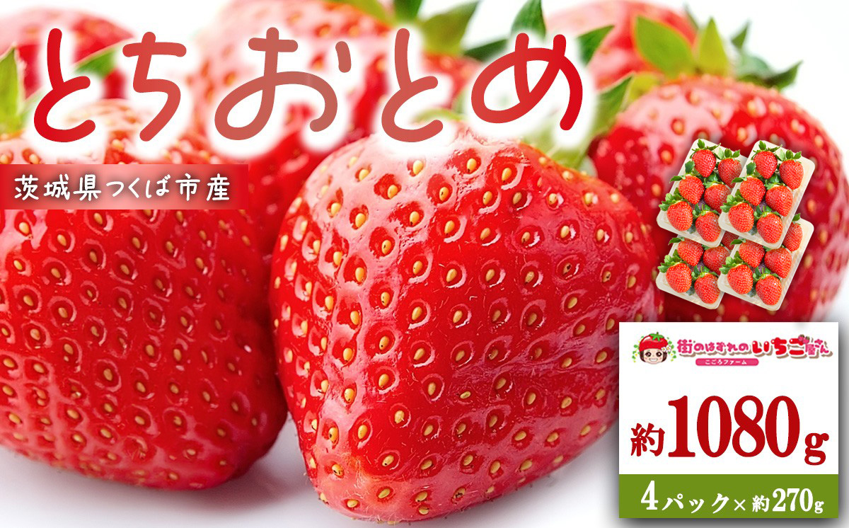 茨城県産とちおとめ 約1080g【 いちご イチゴ 苺 とちおとめ 果物 フルーツ 茨城県 つくば市 】