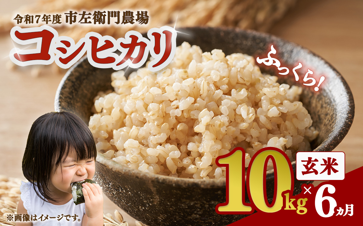 【お米定期便】令和7年産 市左衛門農場コシヒカリ玄米 10kg ×6回【 米 こめ こしひかり ご飯 玄米 10キロ 2025年産 茨城県産 茨城県 つくば市 】
