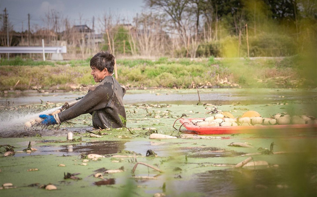 4kg 筑波山の麓で採れたサンロクレンコン 朝採れをすぐに発送