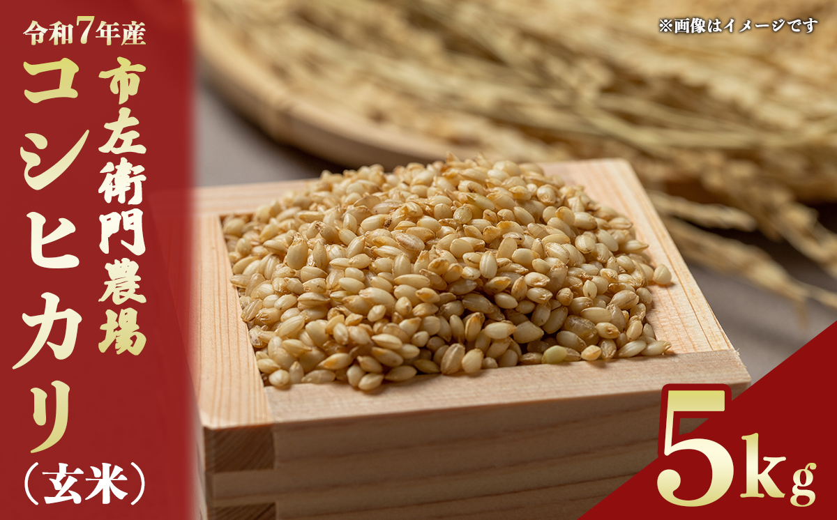令和7年産 市左衛門農場コシヒカリ5kg (玄米)【 米 こめ こしひかり コシヒカリ ご飯 玄米 5kg 令和7年産 茨城県 つくば市 】