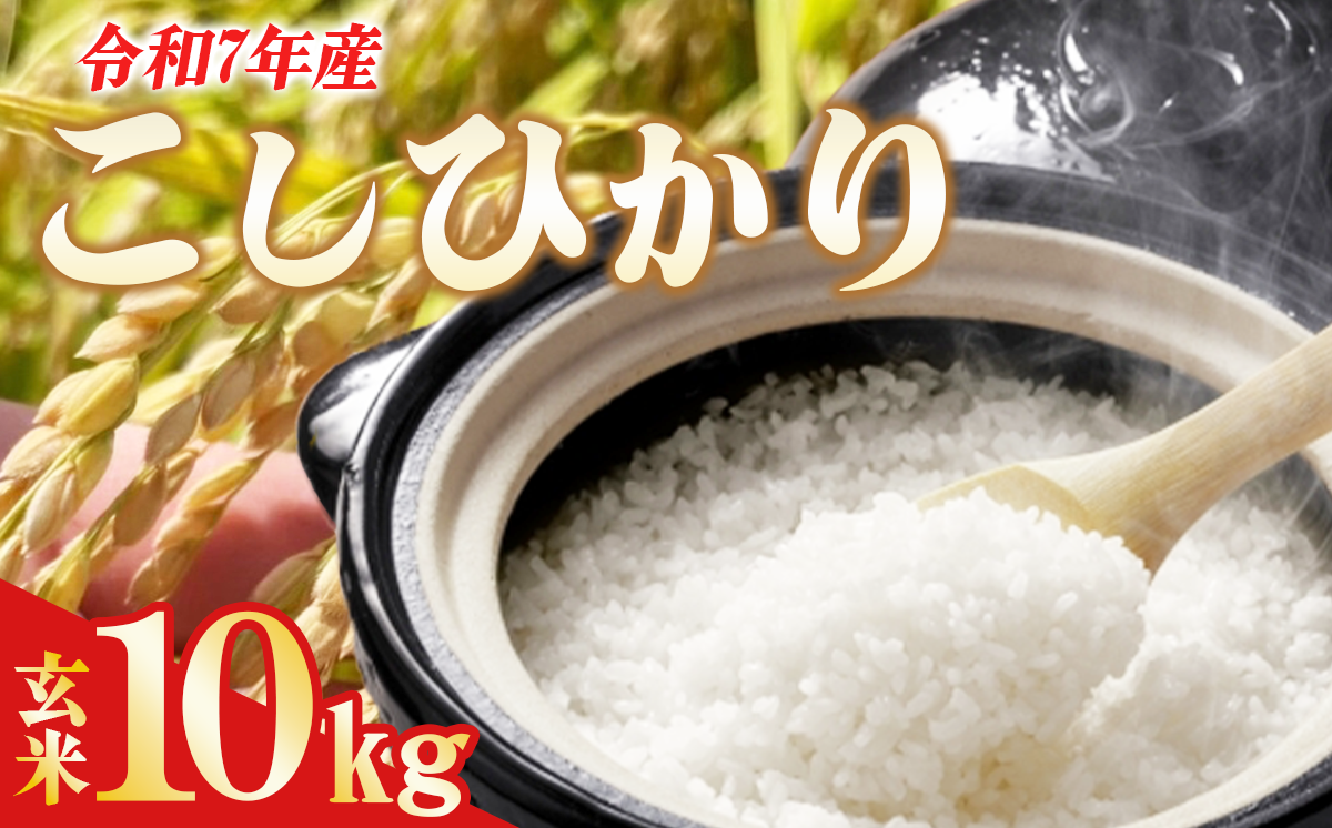 令和7年産 よこたファームのコシヒカリ （ 玄米 ） 10kg 【 米 ライス 玄米 こしひかり 10kg 茨城県産 新米 こだわり こめ コメ お米 2025年産 おこめ R7 ご飯 ごはん 数量 限定 白飯 茨城県 つくば市 】