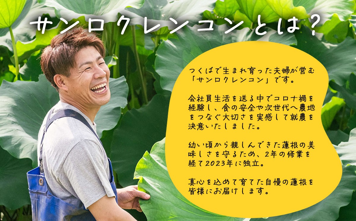 2kg 筑波山の麓で採れたサンロクレンコン 朝採れをすぐに発送